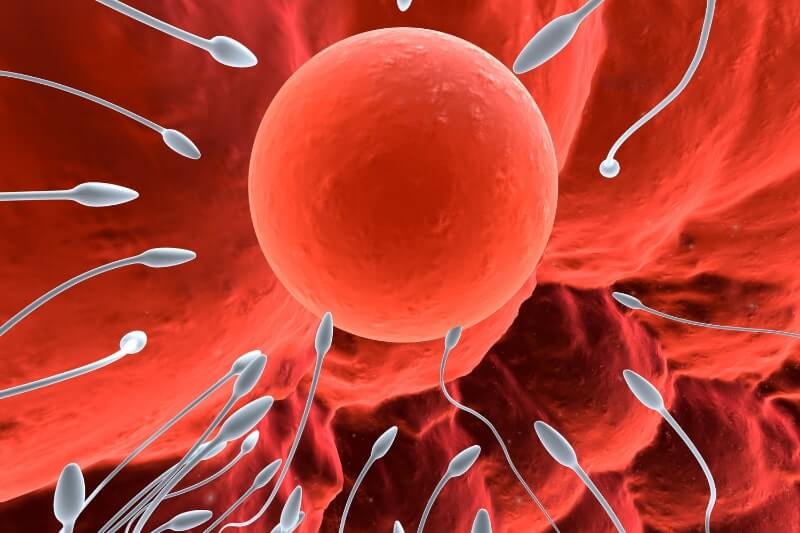 Fertility Treatment